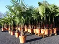 Produktbild: gruenwaren jakubik Baum XXL Palme winterhart 180 cm Trachycarpus fortunei, Hanfpalme