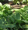 Produktbild: Goldrandfunkie - Hosta fortunei