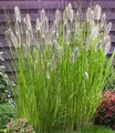 Produktbild: BALDUR Garten Gräser Lampenputzergras 'Magic', 1 St., Federborstengras, winterhart, mehrjährig, pflegeleicht