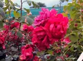 Produktbild: Ramblerrose Paul`s Scarlet Climber Containerrosen im großen 7,5 Liter TopfL8