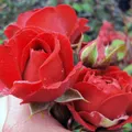 Produktbild: Paul`s Scarlet Climber Ramblerrose im großen 7,5 liter Topf