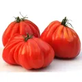 Produktbild: Tomate Ochsenherz - Oxheart, Cuore di bue - 20 Samen