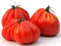 Produktbild: Tomate Ochsenherz - Oxheart, Cuore di bue - 20 Samen
