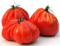 Produktbild: Tomate Ochsenherz - Oxheart, Cuore di bue - 20 Samen