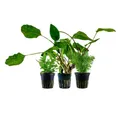 Produktbild: Aquaone Wasserpflanze Pflanzen Set mit 3 Einsteiger Wasserpflanzen Nr.235