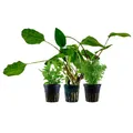 Produktbild: Pflanzen Set mit 3 Einsteiger Topf Aquarium Wasserpflanzen AquaOne Nr.235