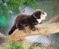 Produktbild: Folkmanis Handpuppe Otter 45 cm