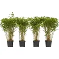 Produktbild: Bambus - 4 Stk - Fargesia nitida 'Gansu' - Höhe 50-70cm - ⌀17cm - Grün