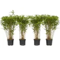 Produktbild: Plant in a Box - Fargesia nitida 'Gansu' - 4er-Set - dunkelvioletter Bambus - Topf 17cm - Höhe 50-70cm - nicht invasiv - Winterhart Immergrün