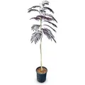 Produktbild: Sunny-Tree Schlafbaum Albizia Julibrissin Summer Chocolate 150 cm Winterharter Baum mit Rosa Blüte Seidenakazie