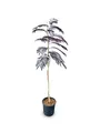 Produktbild: Sunnytree - Schlafbaum - Albizia Julibrissin 'Summer Chocolate' - Winterharter Baum - Rosa Blüte - 160cm - Seidenakazie