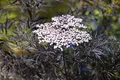 Produktbild: Sambucus nigra 'Black Lace' 100–125 cm – Winterhart, Mehrjährig, Pflegeleicht – Schwarzer Holunder – Heckenpflanze für Garten & Sichtschutz