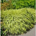 Produktbild: Japan Goldbandgras - Hakonechloa macra