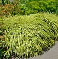 Produktbild: Japan Goldbandgras - Hakonechloa macra