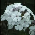 Produktbild: Hohe Flammenblume Weiße Wolke - Phlox paniculata