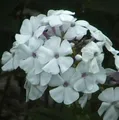 Produktbild: Hohe Flammenblume Weiße Wolke - Phlox paniculata - lebende Gartenpflanze aus den Baumschulen