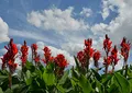 Produktbild: Indisches Blumenrohr - Rot - Canna Indica - 5 Frische Samen
