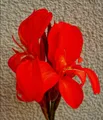 Produktbild: Indisches Blumenrohr - Rot - Canna Indica - 5 Frische Samen