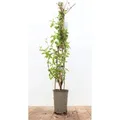 Produktbild: Lonicera Japonica Halliana Japanische Geißschlinge Cremeweiß 60–100 cm