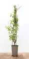 Produktbild: Lonicera japonica 'Halliana' 60–100 cm – Winterhart, Mehrjährig, Pflegeleicht – Japanisches Geißblatt – Kletterpflanze für Pergola & Rankhilfe