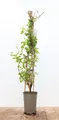 Produktbild: Pflanzen für Dich Kletterpflanze Lonicera japonica Halliana, 1 St., Japanisches Geißblatt, Halliana-Geißblatt, duftend, schnellwachsend