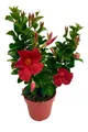 Produktbild: Enseleits Dipladenia Sundaville, mediterrane Kletterpflanze, Rot im 13 cm  Topf