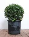 Produktbild: Ilex crenata 'Green Lustre' 30–40 cm – Immergrün, Winterhart, Pflegeleicht – Japanische Stechpalme – Heckenpflanze für Garten & Sichtschutz
