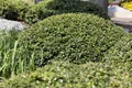 Produktbild: Ilex crenata 'Green Lustre', Japanische Stechpalme, immergrün, 30–40 cm