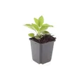 Produktbild: Zierstaude - Sonnenhut - Rudbeckia fulgida 'Goldsturm' - 9cm Topf - Set mit 12 Pflanzen
