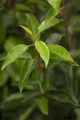 Produktbild: Prunus lusitanica, Portugiesischer Lorbeer, immergrün, 40–60 cm