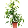 Produktbild: Value Greens Pflegeleichete Birkenfeige 'Forever'  Ficus Benjamini  ca. 75 cm Hoch  Topf-Ø 17 cm