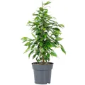 Produktbild: Birkenfeige 'Forever' - pflegeleichte Zimmerpflanze, Ficus benjamini - Höhe ca. 75 cm, Topf-Ø 17 cm