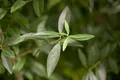 Produktbild: Pflanzen für Dich Gehölze Ligustrum vulgare, 1 St., Gewöhnlicher Liguster, Rainweide, Beinholz, Tintenbeerstrauch
