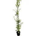 Produktbild: Carpinus betulus c 7,5 175- 200