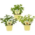 Produktbild: Exotenherz Ungewöhnliche Minze-Sorten Set mit 3 Pflanzen in Bio-Qualität Schoko Hugo Grapefruit 12cm Topf