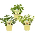 Produktbild: Ungewöhnliche Minze-Sorten Set mit 3 Pflanzen in BIO-Qualität Schoko HUGO Grapefruit 12cm Topf