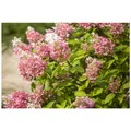 Produktbild: Hydrangea paniculata 'Pink Diamond', Rispenhortensie, rosa, 40-60 cm