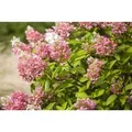 Produktbild: Hydrangea Paniculata Rispenhortensie Pink Diamond 40-60 cm