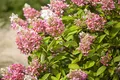 Produktbild: Hydrangea paniculata 'Pink Diamond' 40–60 cm – Winterhart, Mehrjährig, Pflegeleicht – Rispenhortensie – Blütenstrauch für Garten & Beet