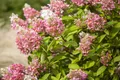 Produktbild: Pflanzen für Dich Gehölze Hydrangea pan. Pink Diamond, 1 St., Rispenhortensie