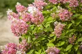 Produktbild: Hydrangea paniculata 'Pink Diamond', Rispenhortensie, rosa, 40–60 cm