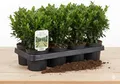 Produktbild: Buchsbaum Buxus Sempervirens, Immergrüne Heckenpflanze, 6 Pflanzen, 1m Gesamtlän