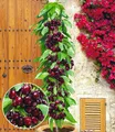 Produktbild: BALDUR Garten Obstpflanze Säulenkirsche 'Garden Bing®', 1 St., Selbstbefruchtend, winterhart, mehrjährig, pflegeleicht, robust