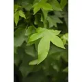 Produktbild: Liquidambar Styraciflua Gumball Amberbaum Kompakt 125 cm Stammhöhe