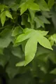 Produktbild: Liquidambar styraciflua 'Gumball' 125 cm Stammhöhe – Winterhart, Mehrjährig, Pflegeleicht – Amberbaum – Kugelbaum für Kübel & Garten