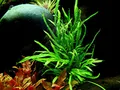 Produktbild: AquaOne Aquarium Pflanze Microsorum pteropus 'Trident' I Wasserpflanze Aquariumpflanze Wurzelstock/Rhizom voll durchwurzelt einfach pflegeleicht Aquascaping Dekoration