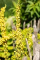Produktbild: Verbascum densiflorum 9x9 cm Topf – Winterhart, Pflegeleicht – Großblütige Königskerze – Blütenstaude für Beet & Naturgarten