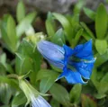 Produktbild: Stengelloser Enzian - Gentiana acaulis - lebende Gartenpflanze aus den Baumschulen