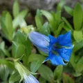 Produktbild: Stengelloser Enzian - Gentiana acaulis