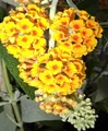 Produktbild: Buddleja davidii Golden Glow - Schmetterlingsstrauch - 60-80 cm